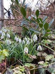 snowdrops in the garden