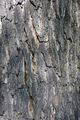 Eastern black walnut