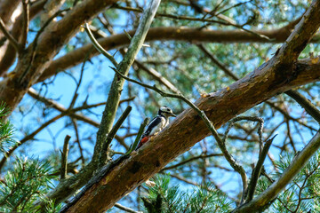 old dry tree trunk stomp in forest for wood logs