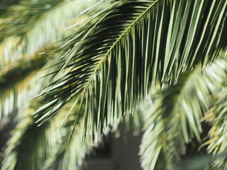 Obraz premium Bokeh shot of the leaves of a Palm Tree