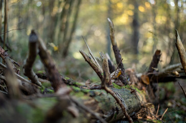 old dry tree trunk stomp in forest for wood logs