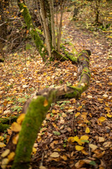 old dry tree trunk stomp in forest for wood logs