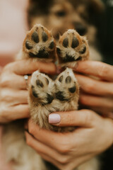 Puppy paws close up in owners hands. Sweet paws. Dog best friend. Concept of care