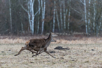 Female deer in a clearing near the forest