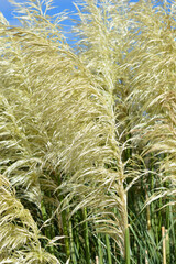 Pampas grass
