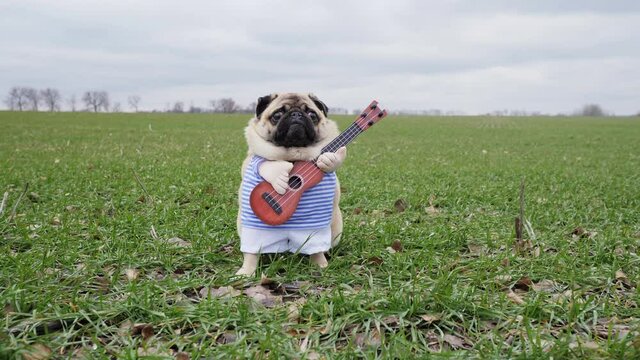 Cute funny pug dog playing on guitar in green field, dressed in costume like farmer