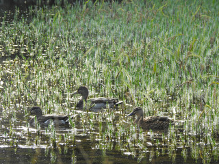 The ducks swim on the pond and dense young aquatic vegetation