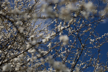 Blühender Apfelbaum im Frühling