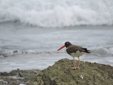 Oystercatcher on the shore