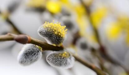 Fototapeta premium Pussy willow buds
