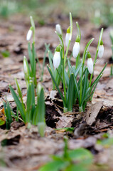 The first flowers of snowdrops bloom in spring. Galanthus plicatus
