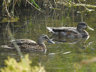 Two ducks are swimming on the pond
