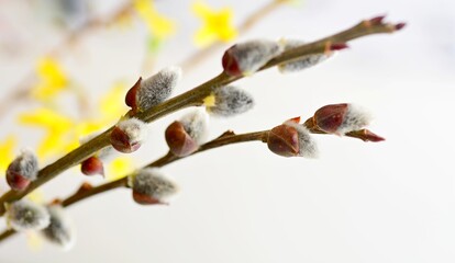 Pussy willow buds