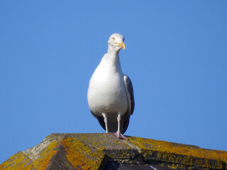 Seagull on the ridge of the roof