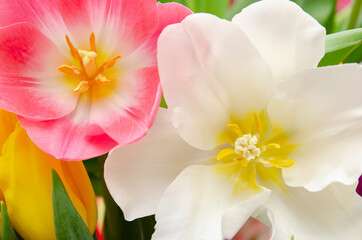 Obraz na płótnie Canvas beautiful white and pink tulips