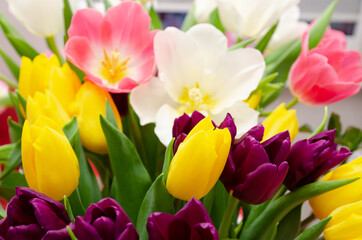 Obraz na płótnie Canvas beautiful yellow and pink tulips