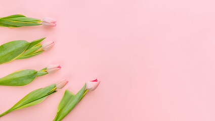 Spring flower. Bunch of Pink tulips place on white wooden background.