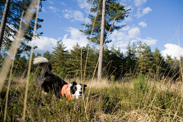 Search and Rescue Dog