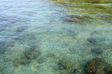 Close-up Sea surface and small fish for background.