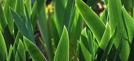 Close-up of tulip leaves.