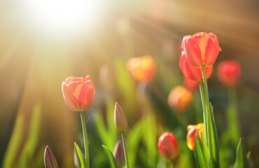 Tulip garden in spring time