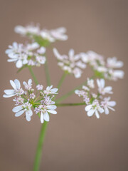 Isolated close up macro of a single flower in first light in the wild- Israel