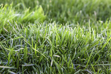 Wet grass lawn