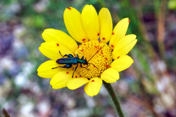 insect on yellow flower closeup