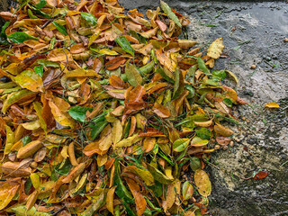 Renon, Bali, Indonesia (February 28, 2021) : Piles of organic waste (fallen leaves) in city parks.