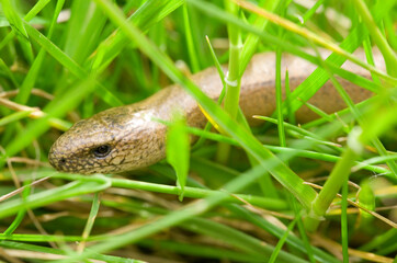 Slow worm