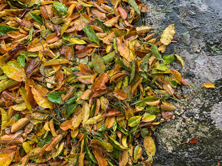 Renon, Bali, Indonesia (February 28, 2021) : Piles of organic waste (fallen leaves) in city parks.