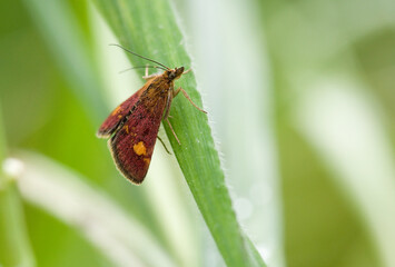 Mint moth