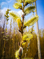 Spring background with Goat willow flowers