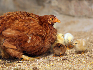 chicken and chicks in the farm