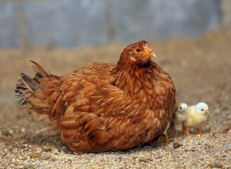 chicken and chicks