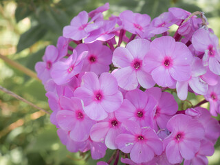 Fototapeta na wymiar Precious lilac colored flowers (Phlox paniculata) grouped in panicles forming a nice grouping
