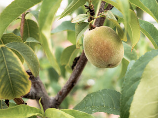 Peach (Prunus persica) of green color and red touches begins to ripen on the branch of a peach tree surrounded by large green leaves
