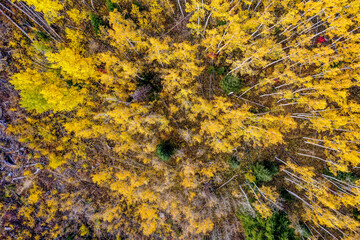 Remote Rugged Rocky Mountain Fall Colors