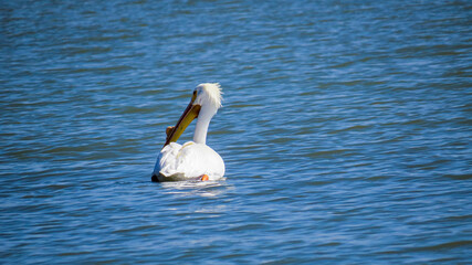 white pelican