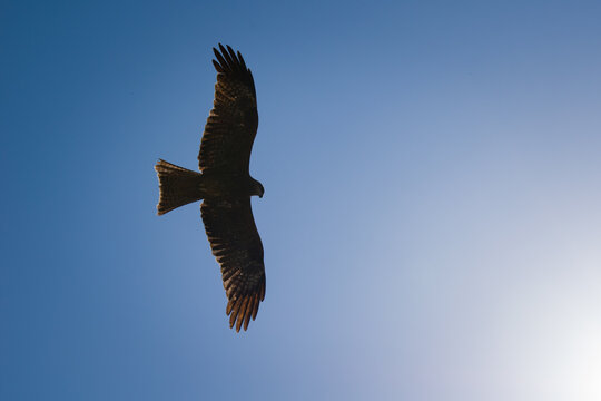 picture of eagle flying under blue sky in india