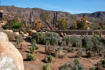 Californian garden in a vineyard