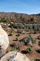 Mediterranean garden