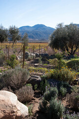 Rustic garden in California vineyard