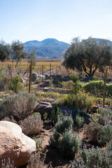 Mediterranean garden in Baja California