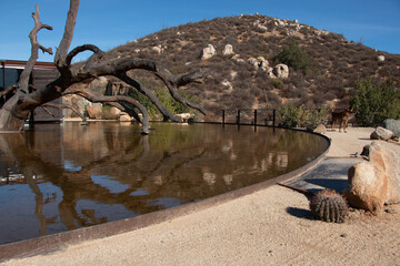 Water pool in a restaurant