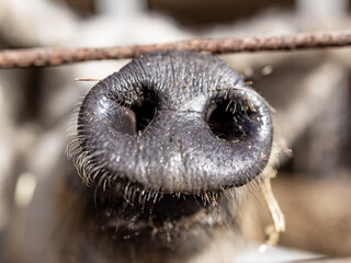 Mangalica pig nose closeup