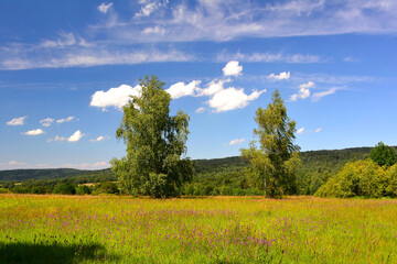 Fototapeta na wymiar Amazing sunny day in mountains. Summer meadow with wildflowers under blue sky with white clouds. Nature background and landscape, Low Beskids, Poland