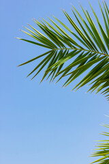 Palm branch against blue sky. Green palm branches in sun light on a tropical coast. Traveling background concept. Copy space