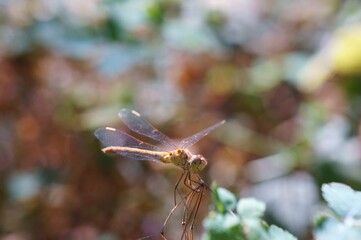 dragonfly on a branch