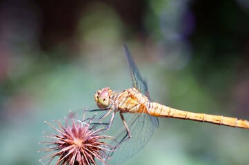 close up of a dragonfly